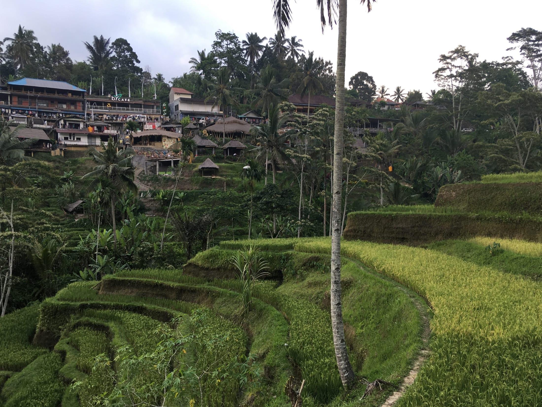 Tegallalang Rice Terraces