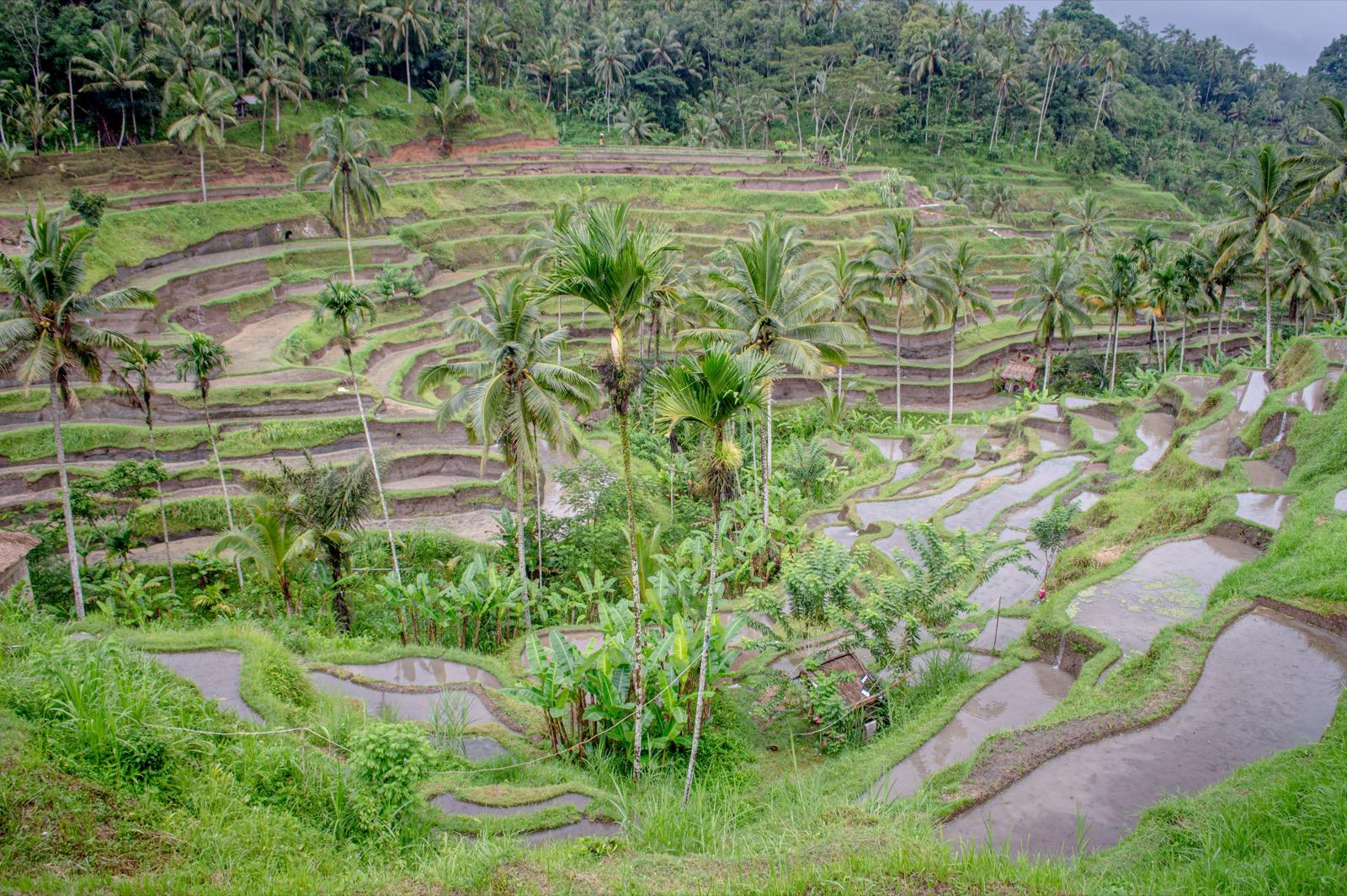 Ubud, Bali, Indonesia