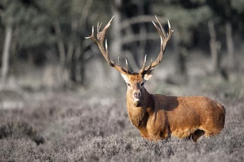 Ralamandal Wildlife Sanctuary