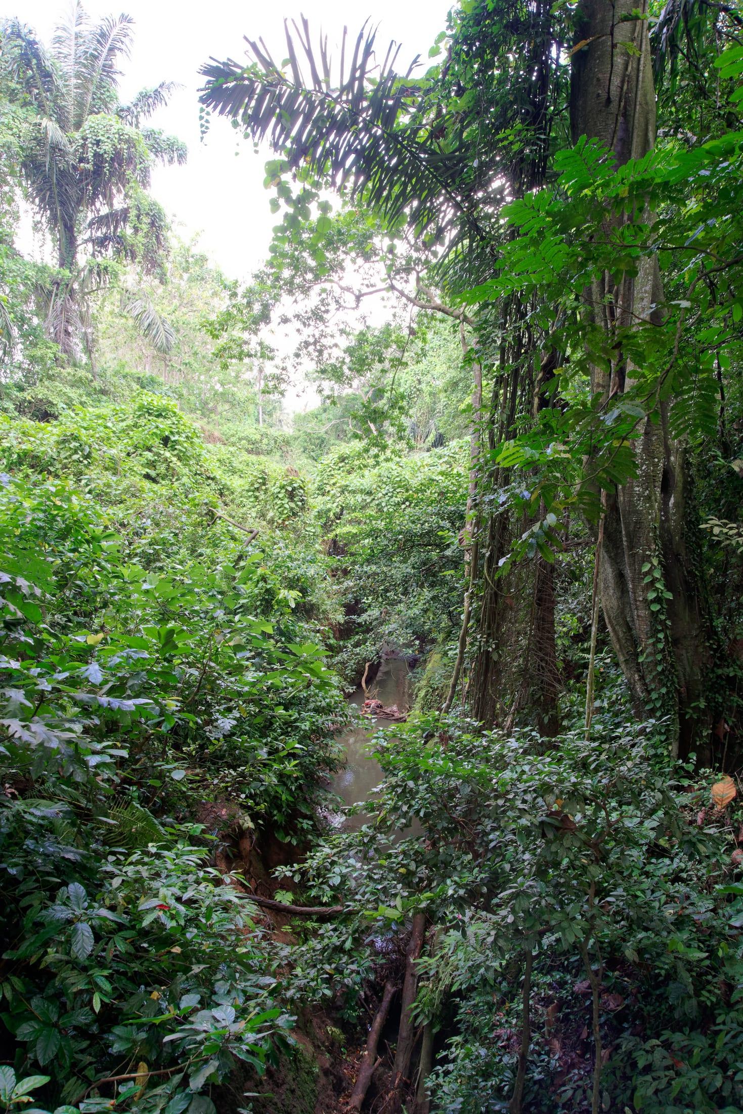 Sacred Monkey Forest Sanctuary