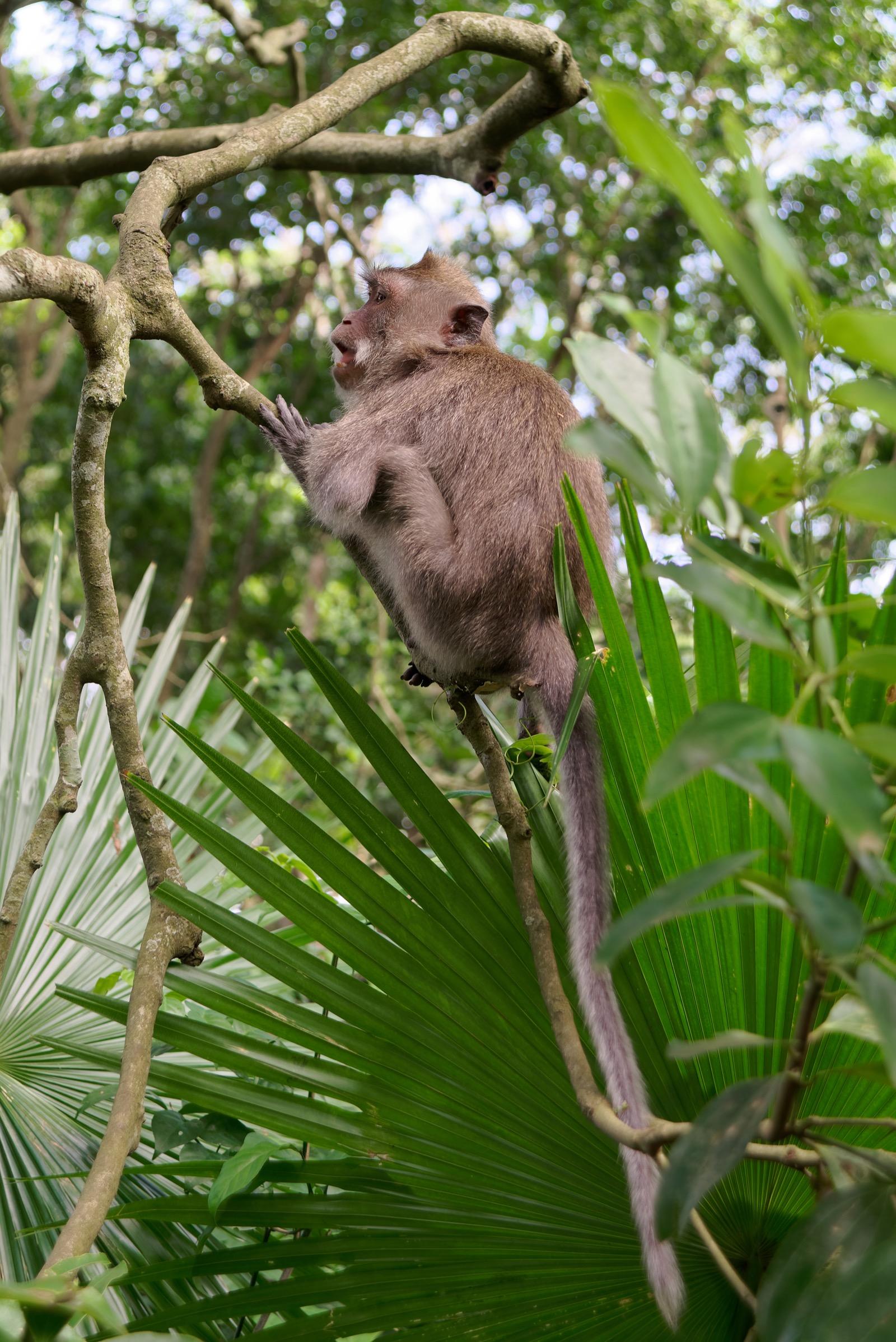Sacred Monkey Forest Sanctuary