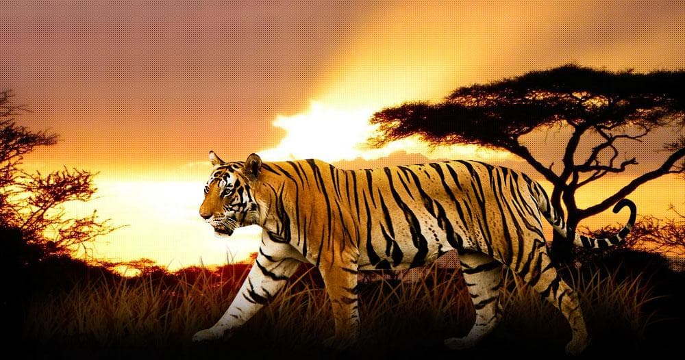 Periyar Tiger Reserve
