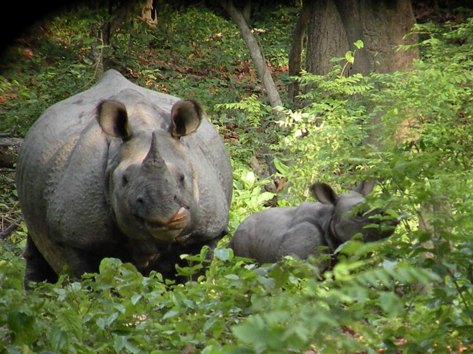 Dudhwa National Park