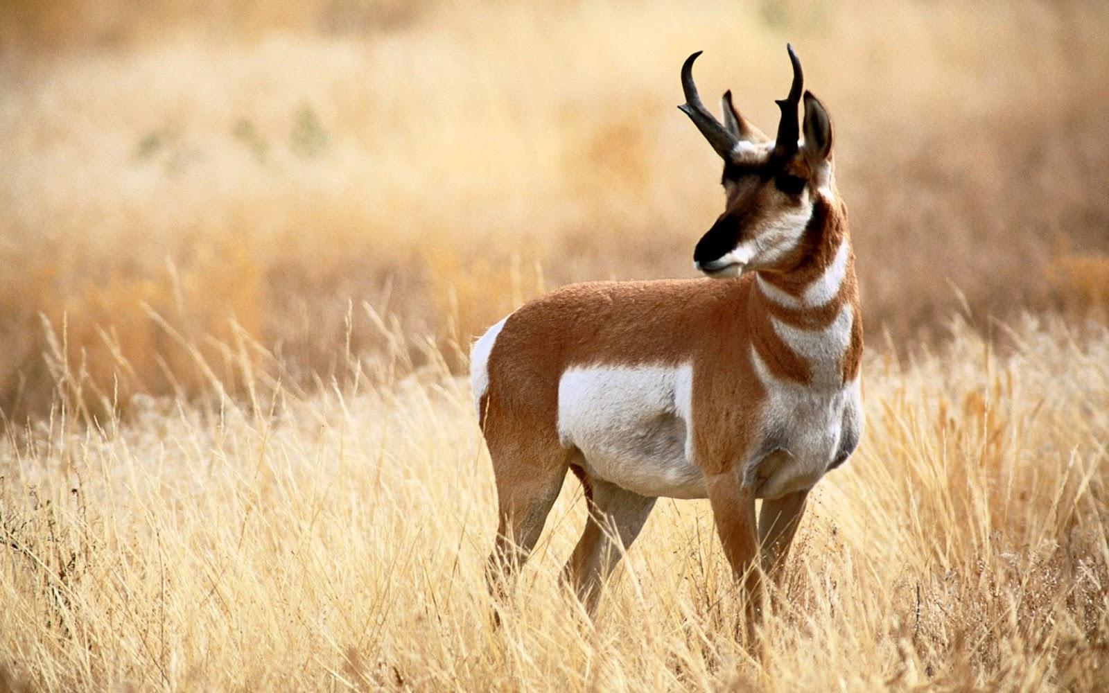 Bhandardara Wildlife Sanctuary