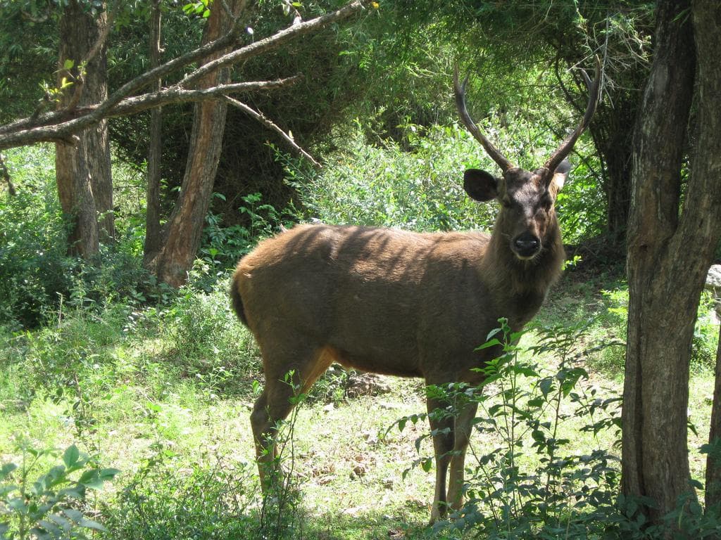 Madhav National Park