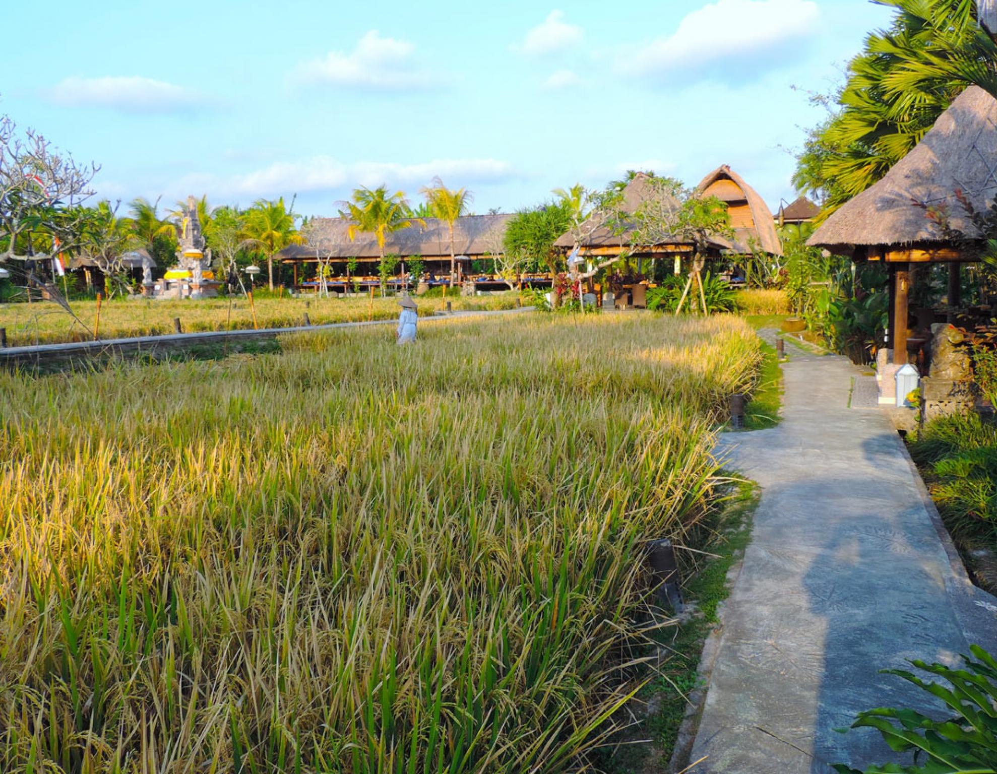 Bebek Tepi Sawah