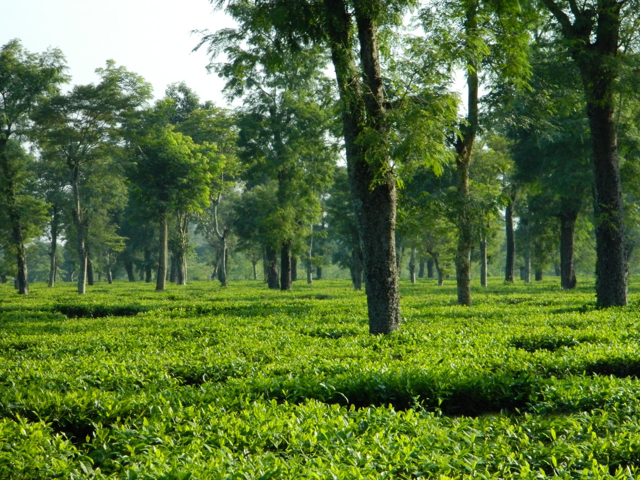 Dibrugarh