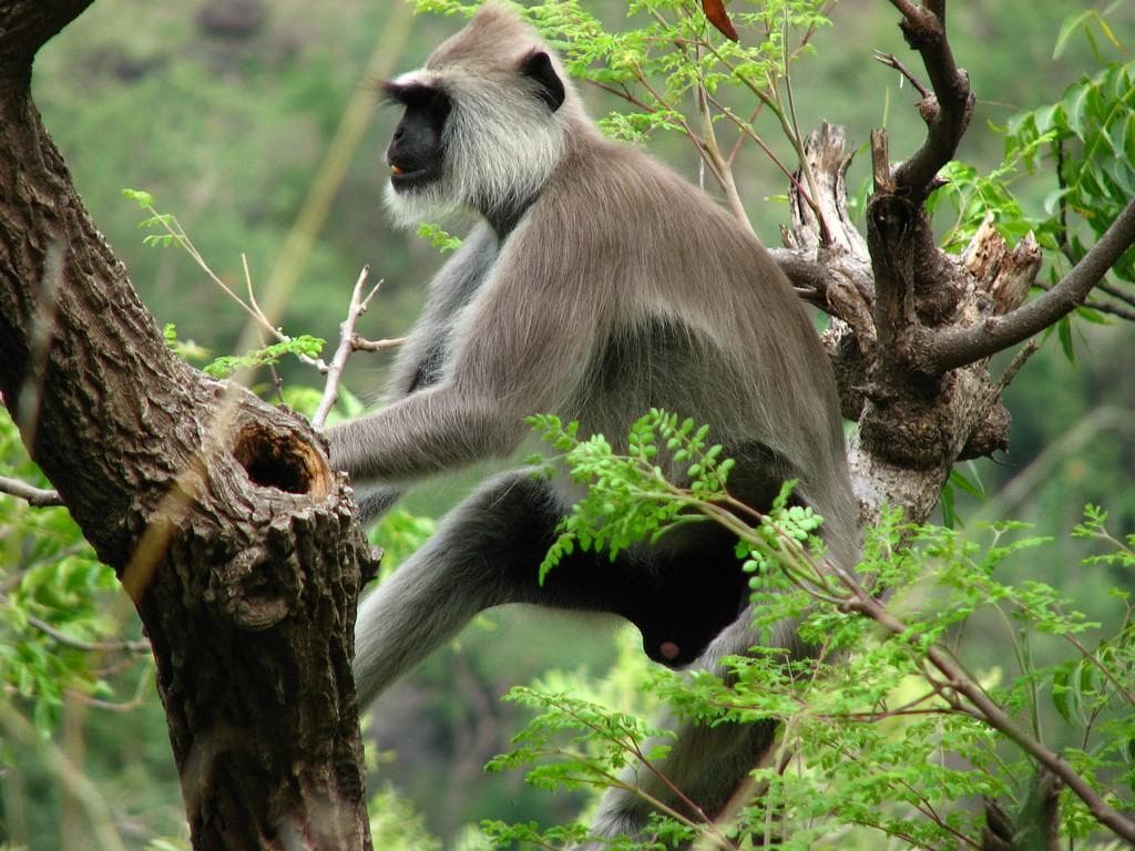 Eravikulam National Park