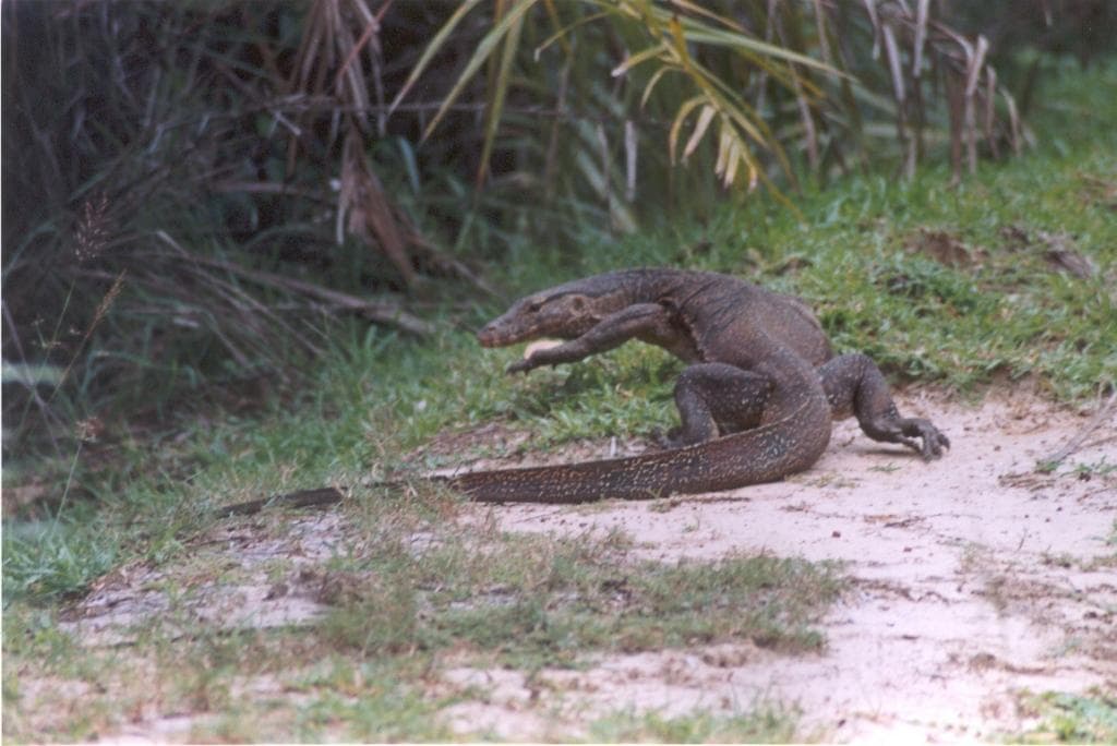 Bhitarkanika National Park