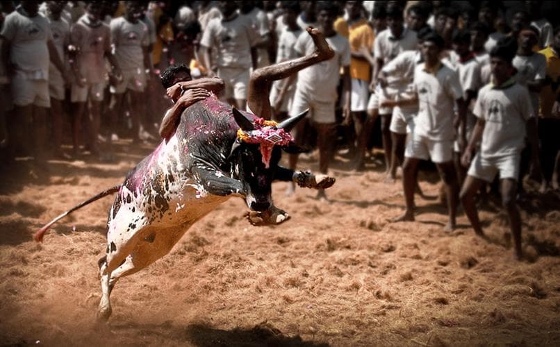 Thai Pongal