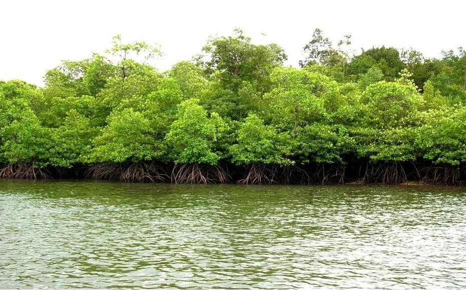 Kodikkarai Wildlife Sanctuary