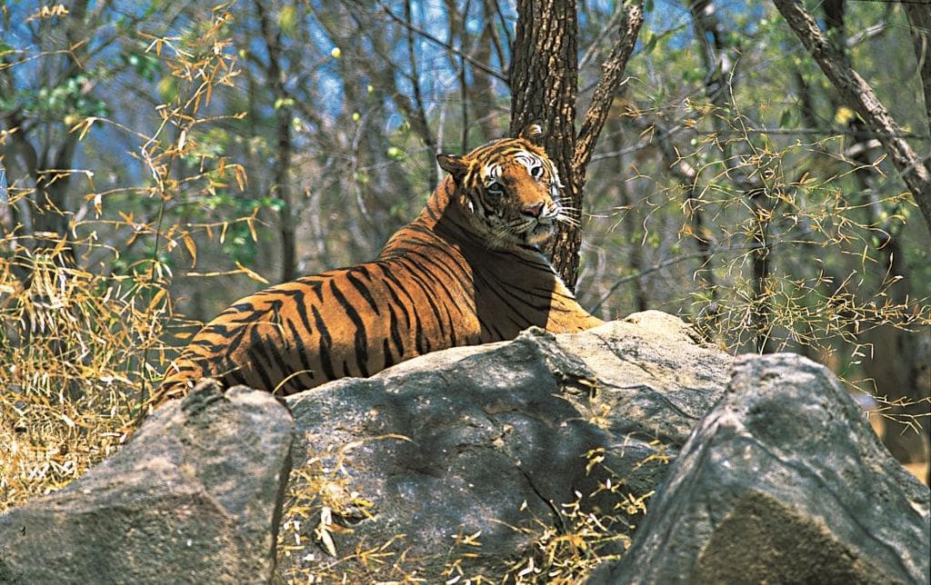 Periyar Tiger Reserve