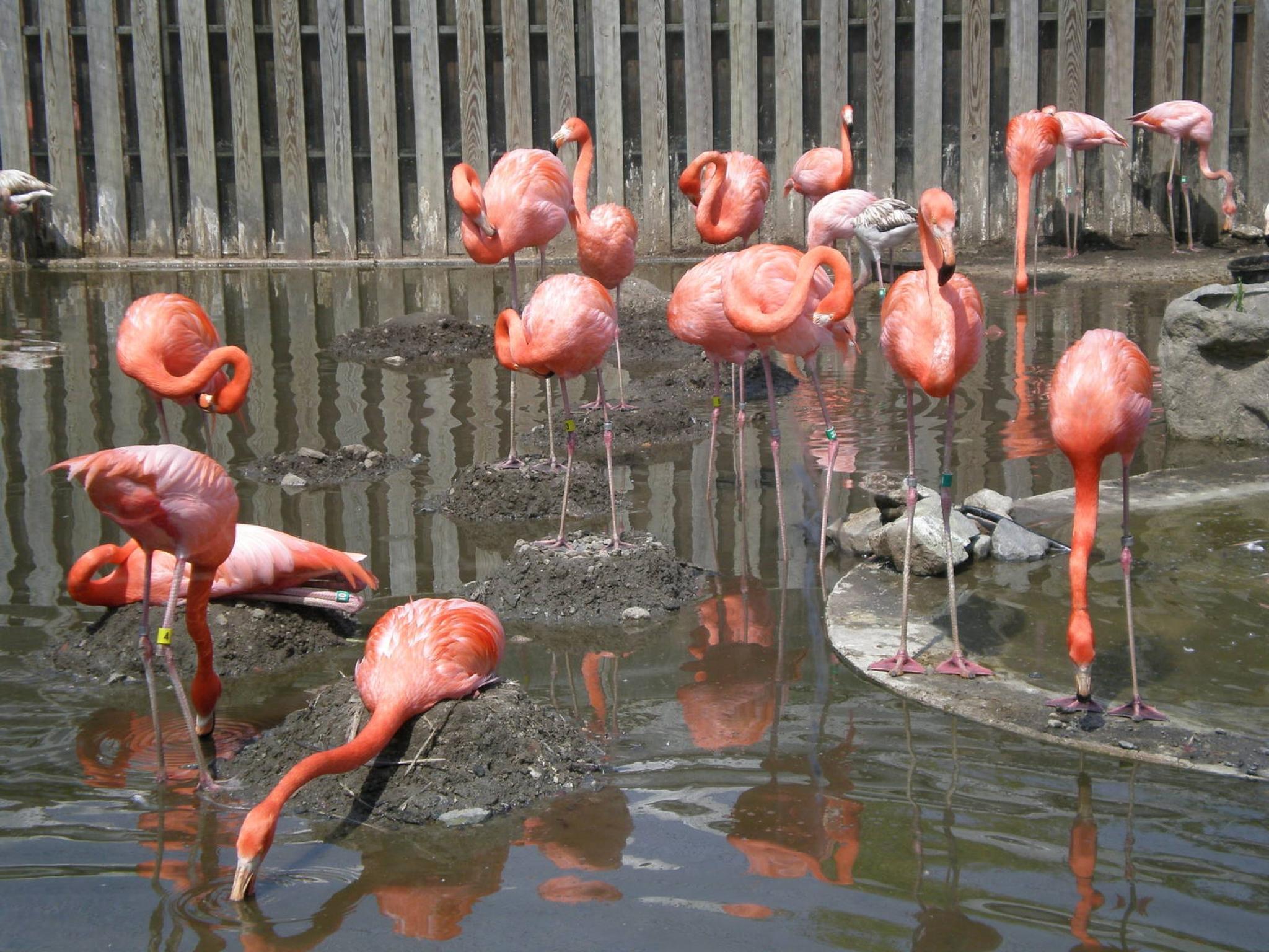 E Zoo Ct