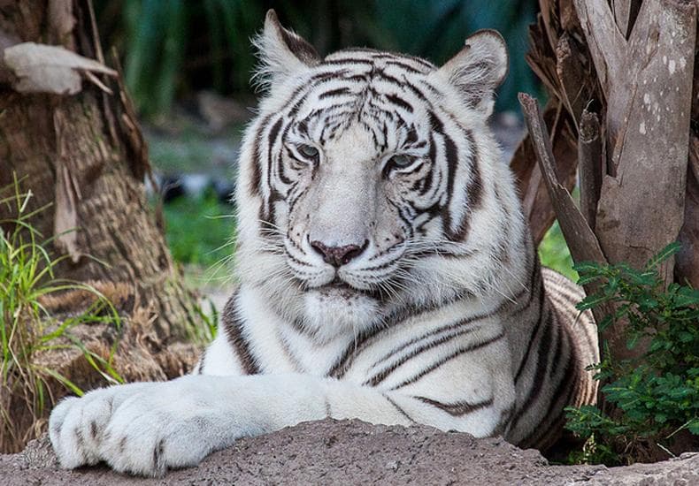 ZooJaipur...