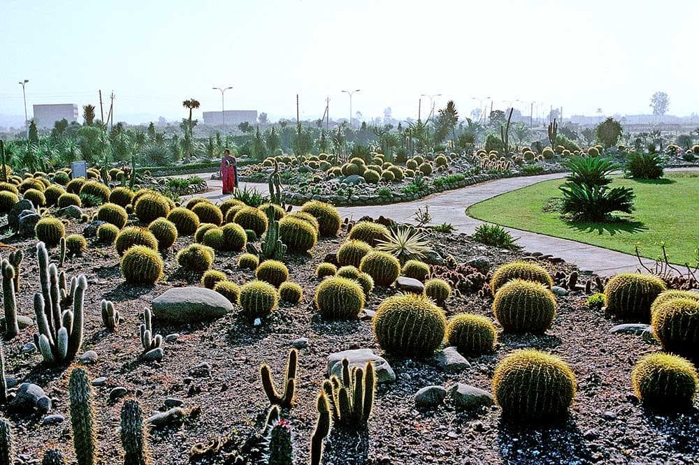 Cactus Garden