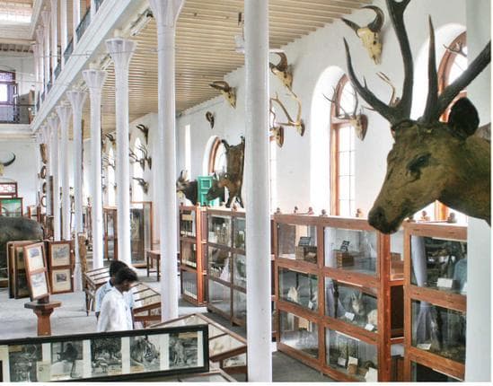 Gass Forest Museum