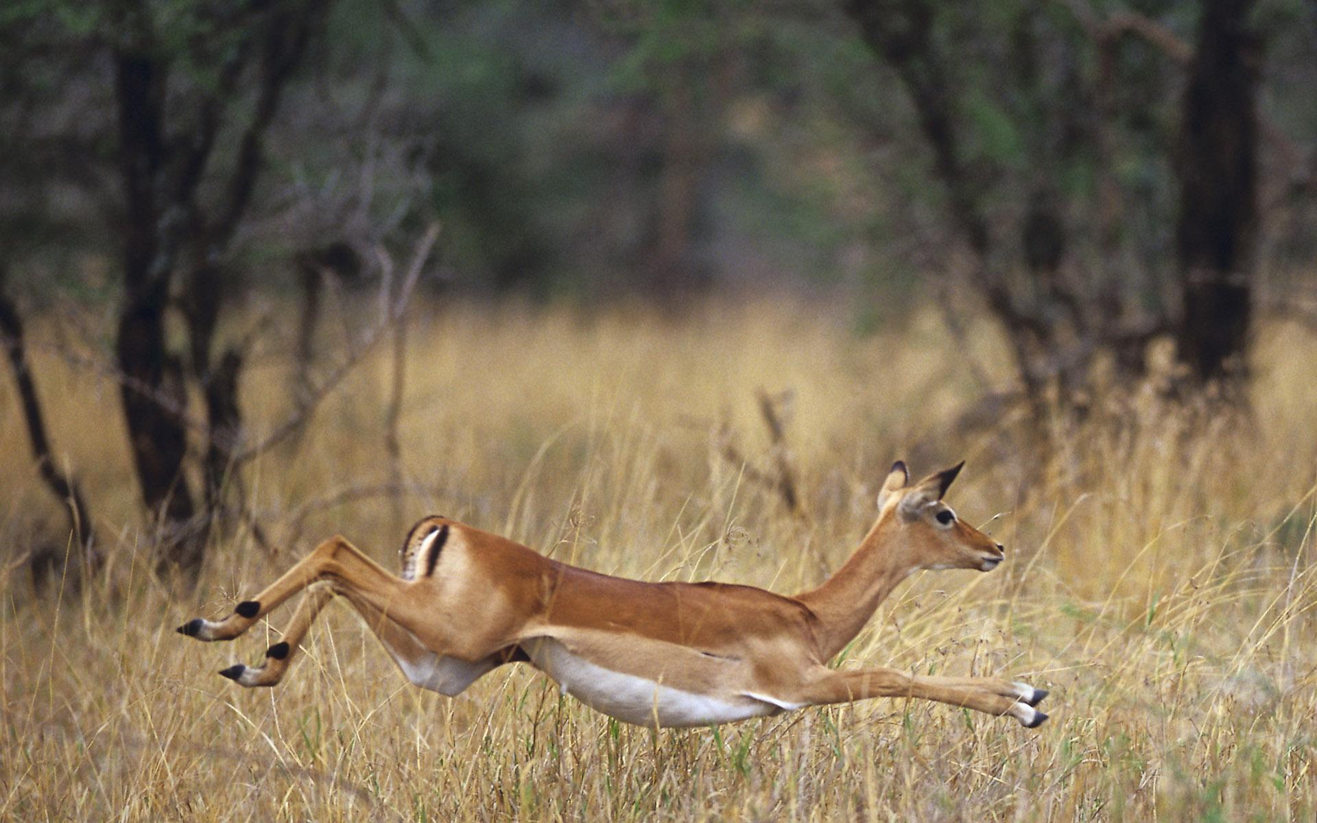 Deer Park