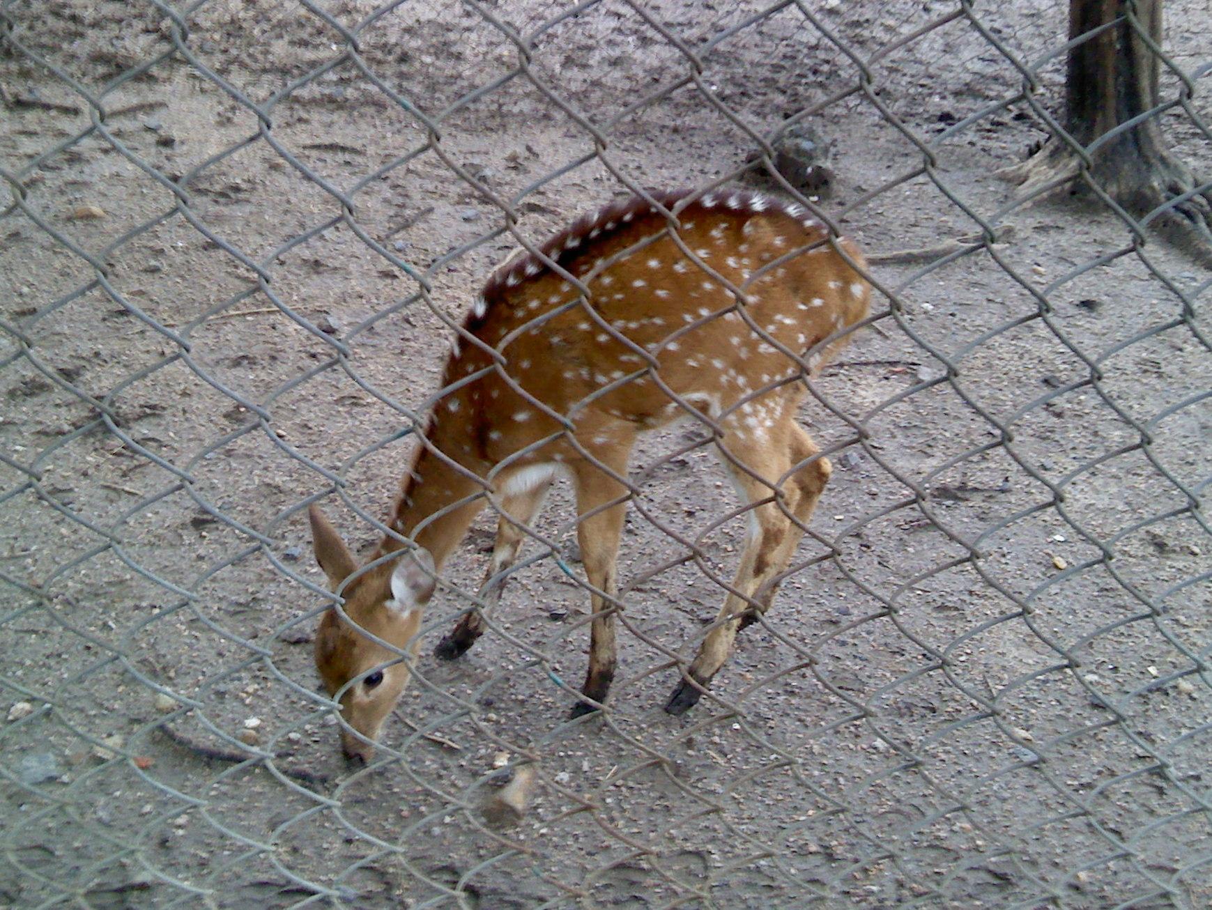 Maharaj Bagh Zoo