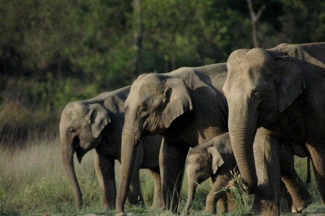 Chilla Wildlife Sanctuary