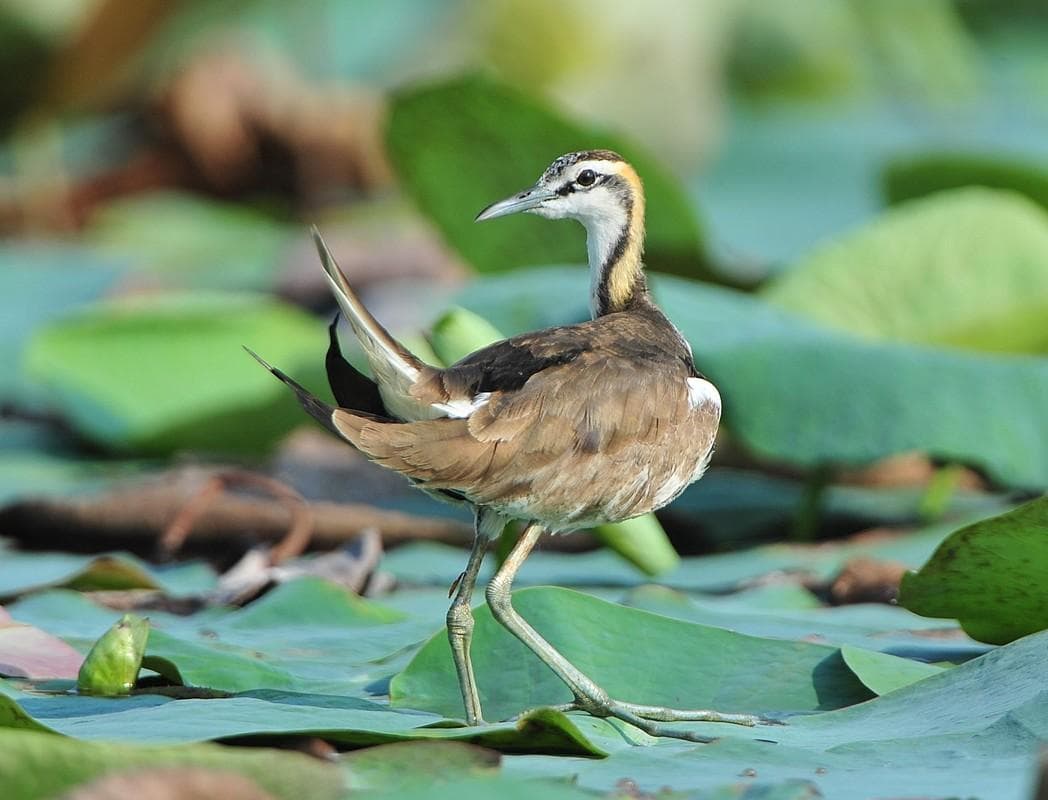 Sepahijala Wildlife Sanctuary