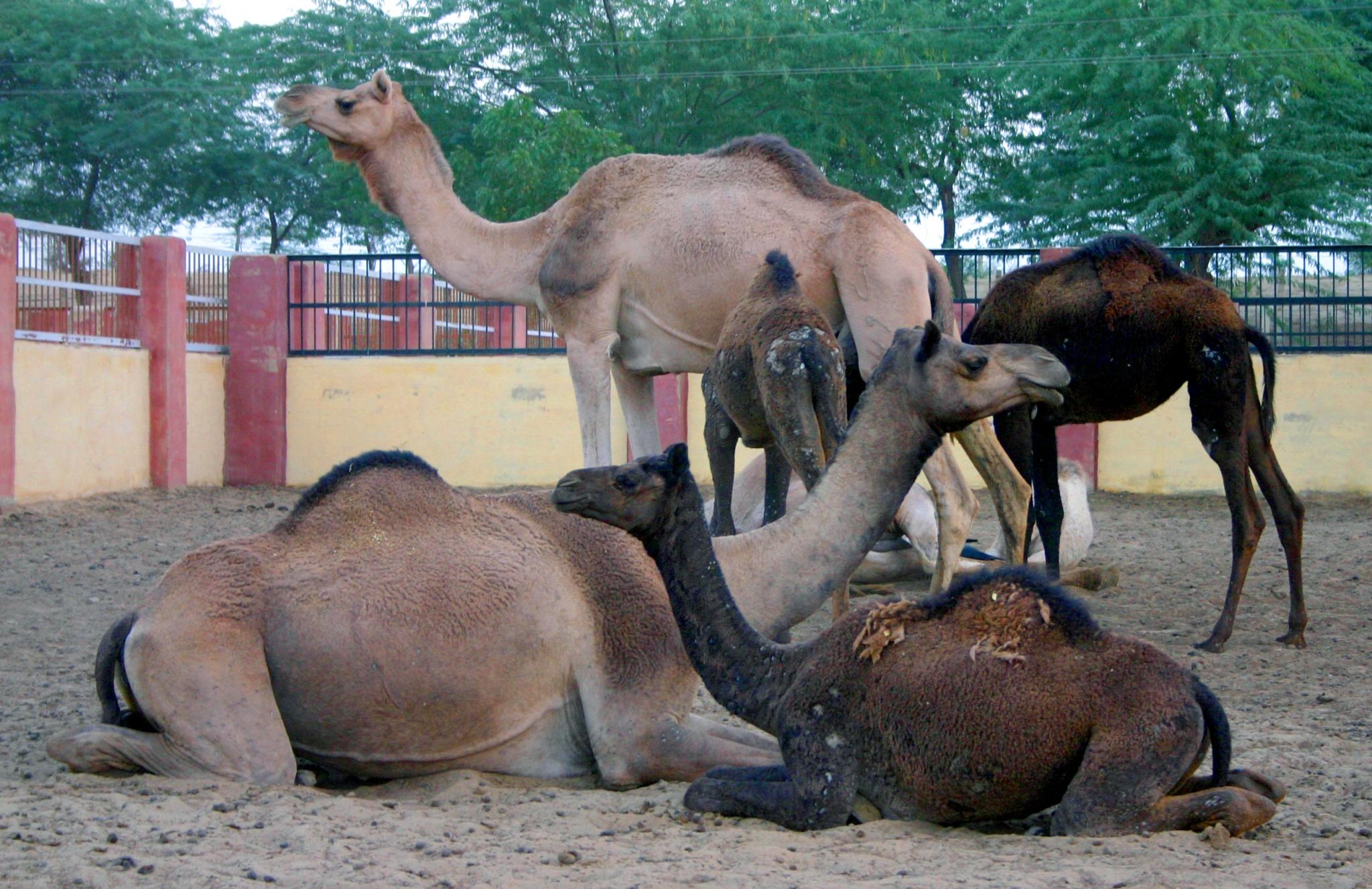 Gajner Wildlife Sanctuary
