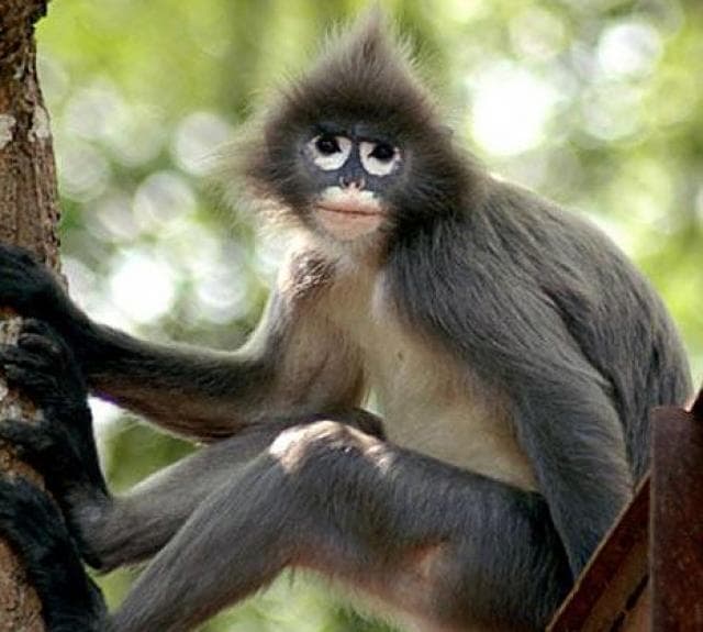Rowa Wildlife Sanctuary