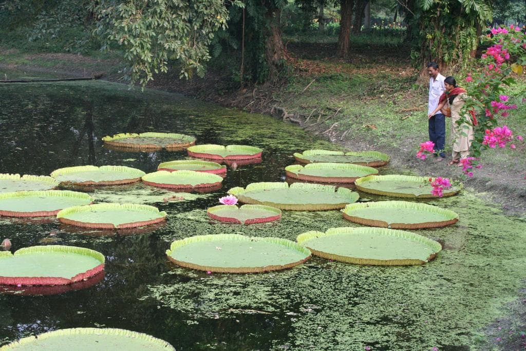 Acharya Jagadish Chandra Bose Indian Botanic Garden