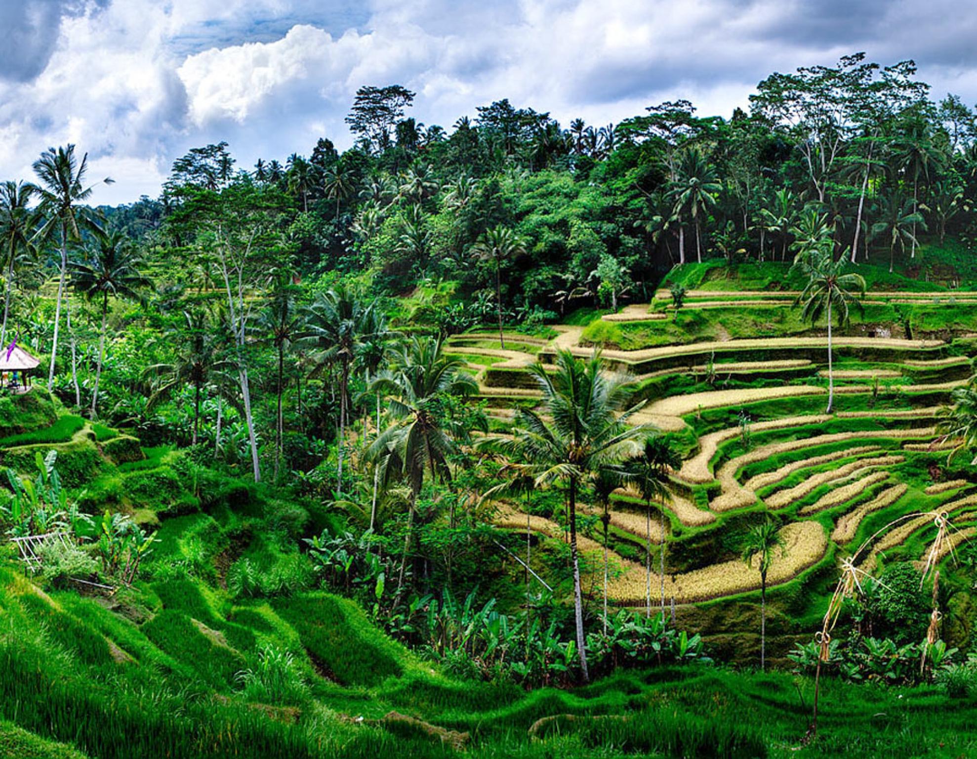 Tegalalang Rice Terrace