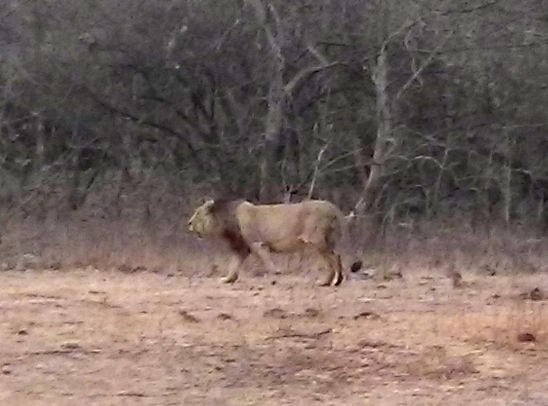 Gir National Park