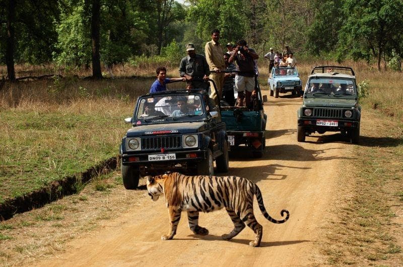 Kanha Jungle Safari