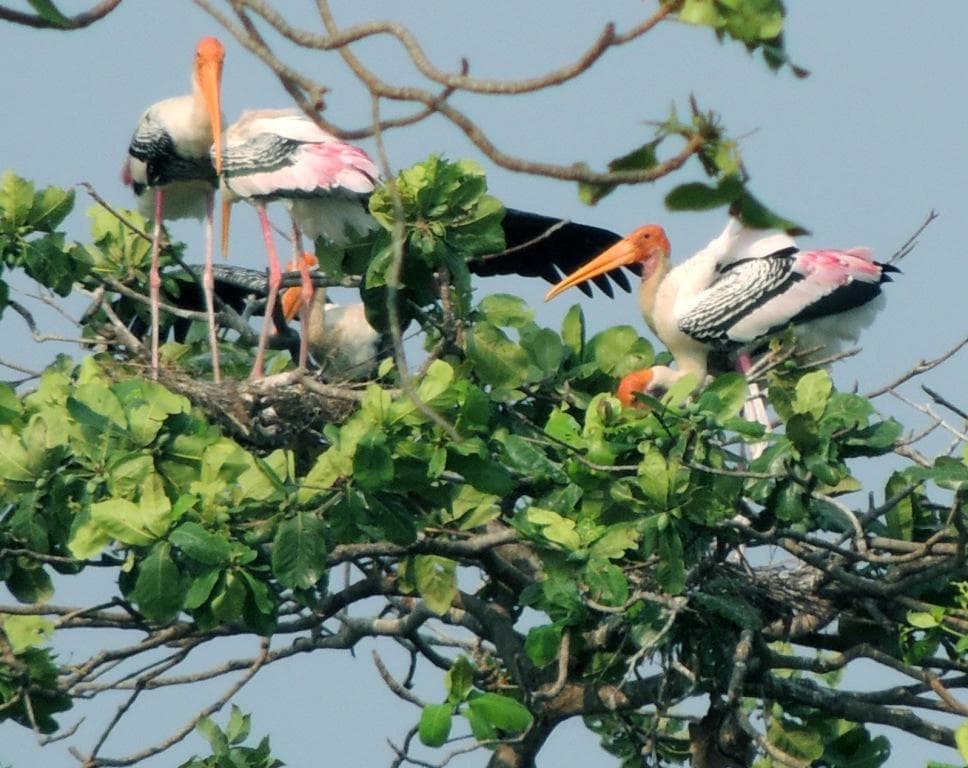 14 Acre Bird Sanctuary