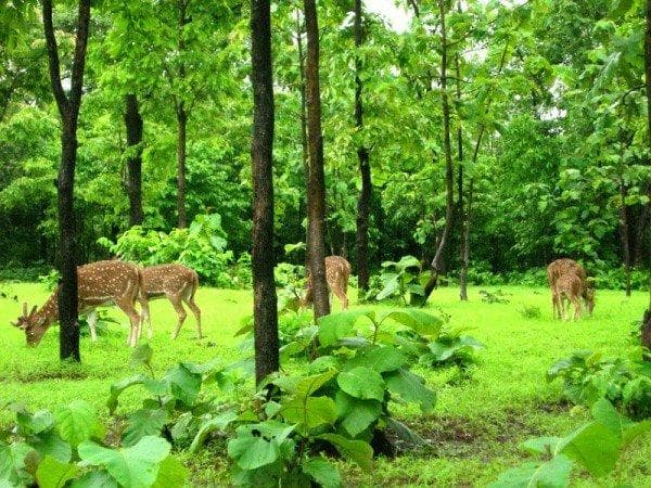 Deer Park