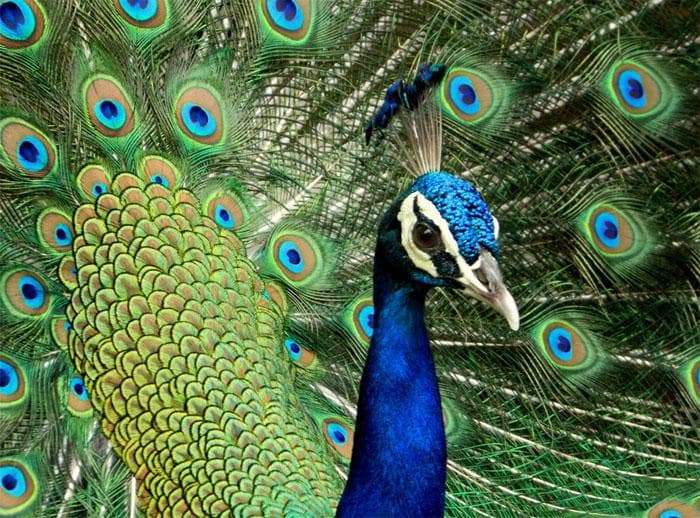 Maitri Bagh Zoo
