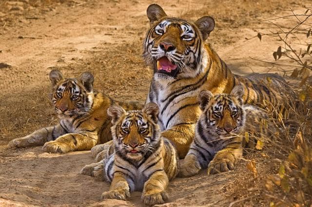Satkosia Tiger Reserve