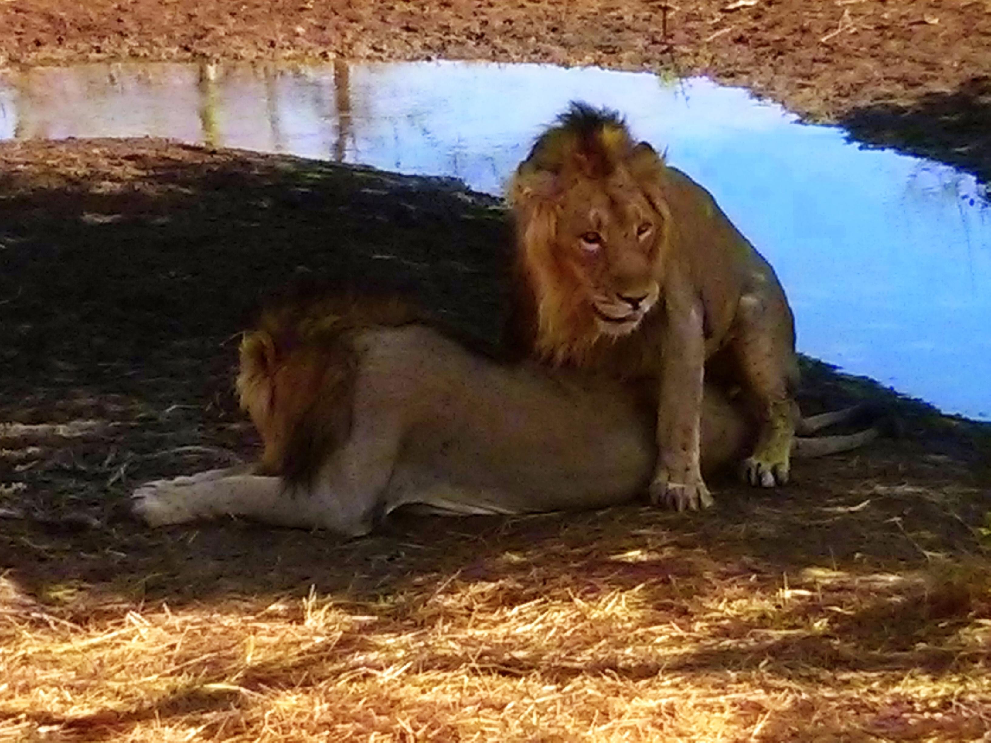 Gir National Park