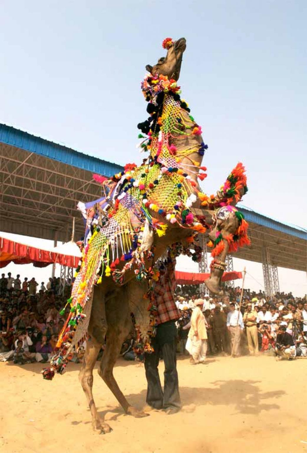 Nagaur Fair Jodhpur