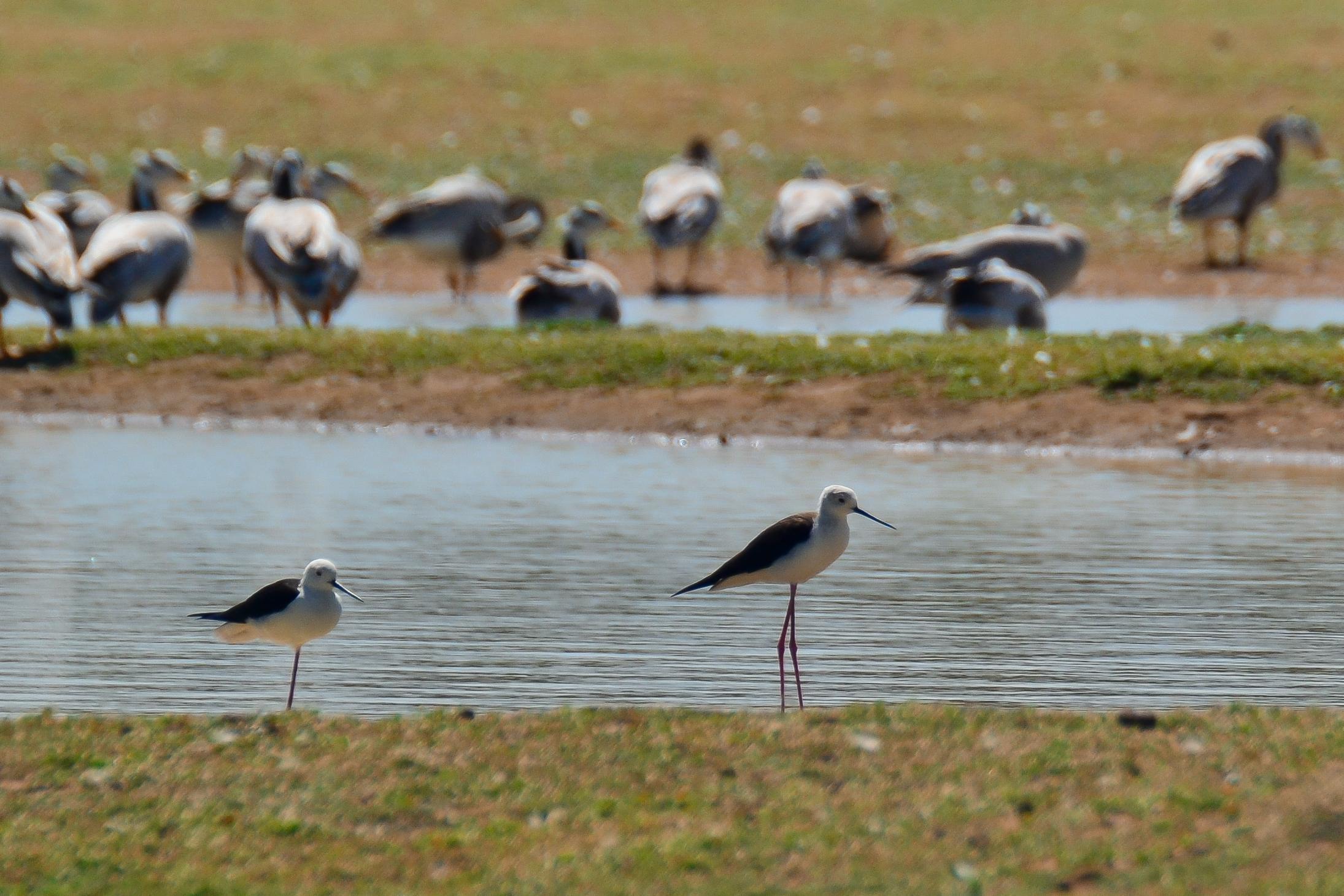 Kodikkarai Wildlife Sanctuary