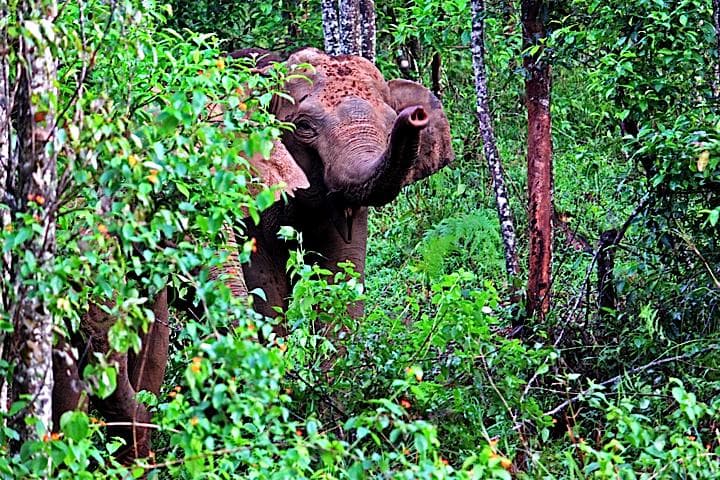 Periyar Tiger Reserve