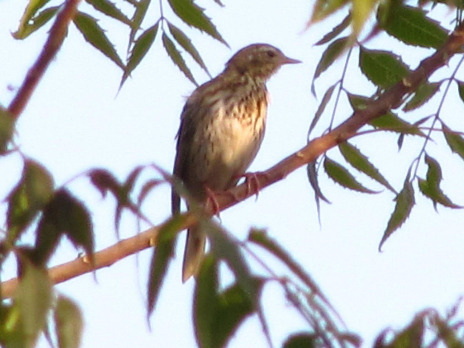 Orchha Wildlife Sanctuary