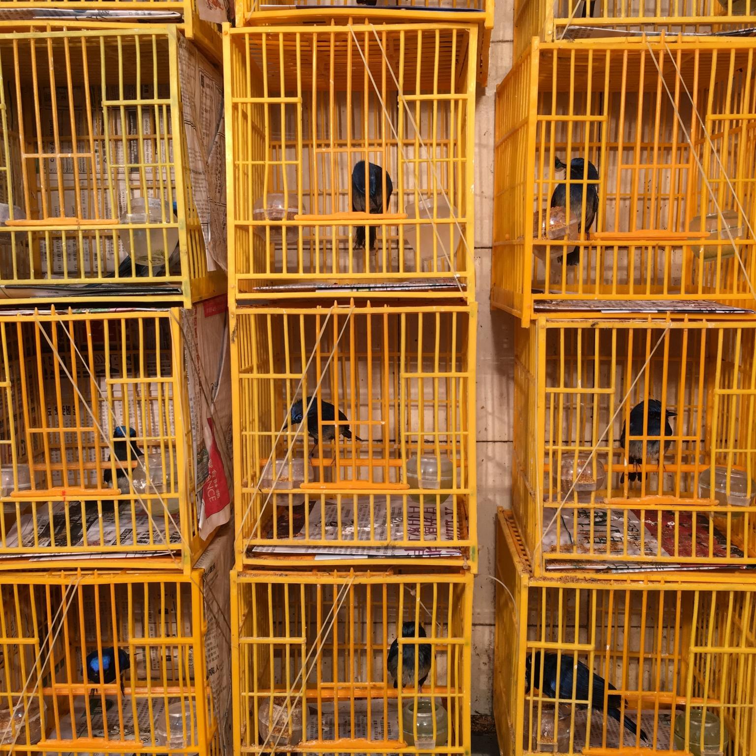 Bird Market