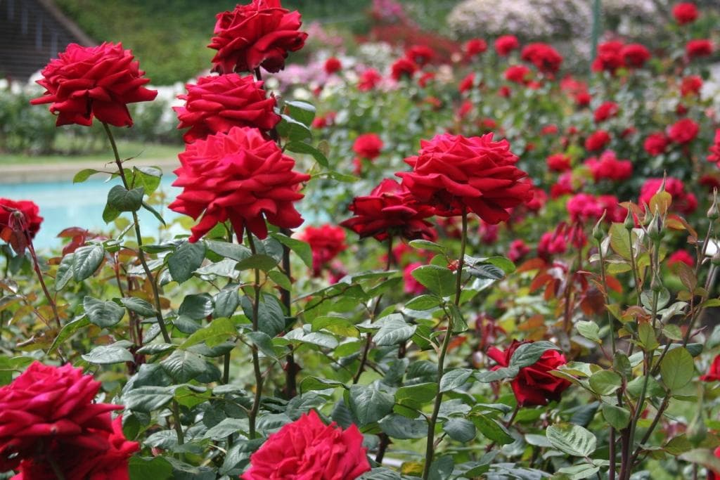 Rose Garden (Bathinda