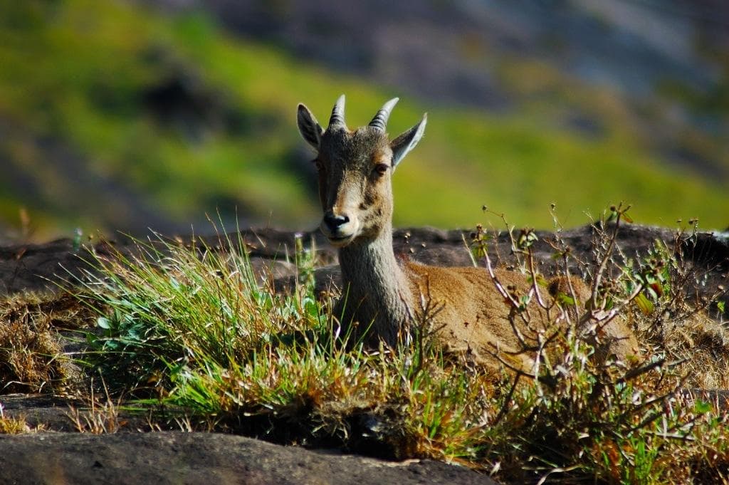Mukurthi National Park