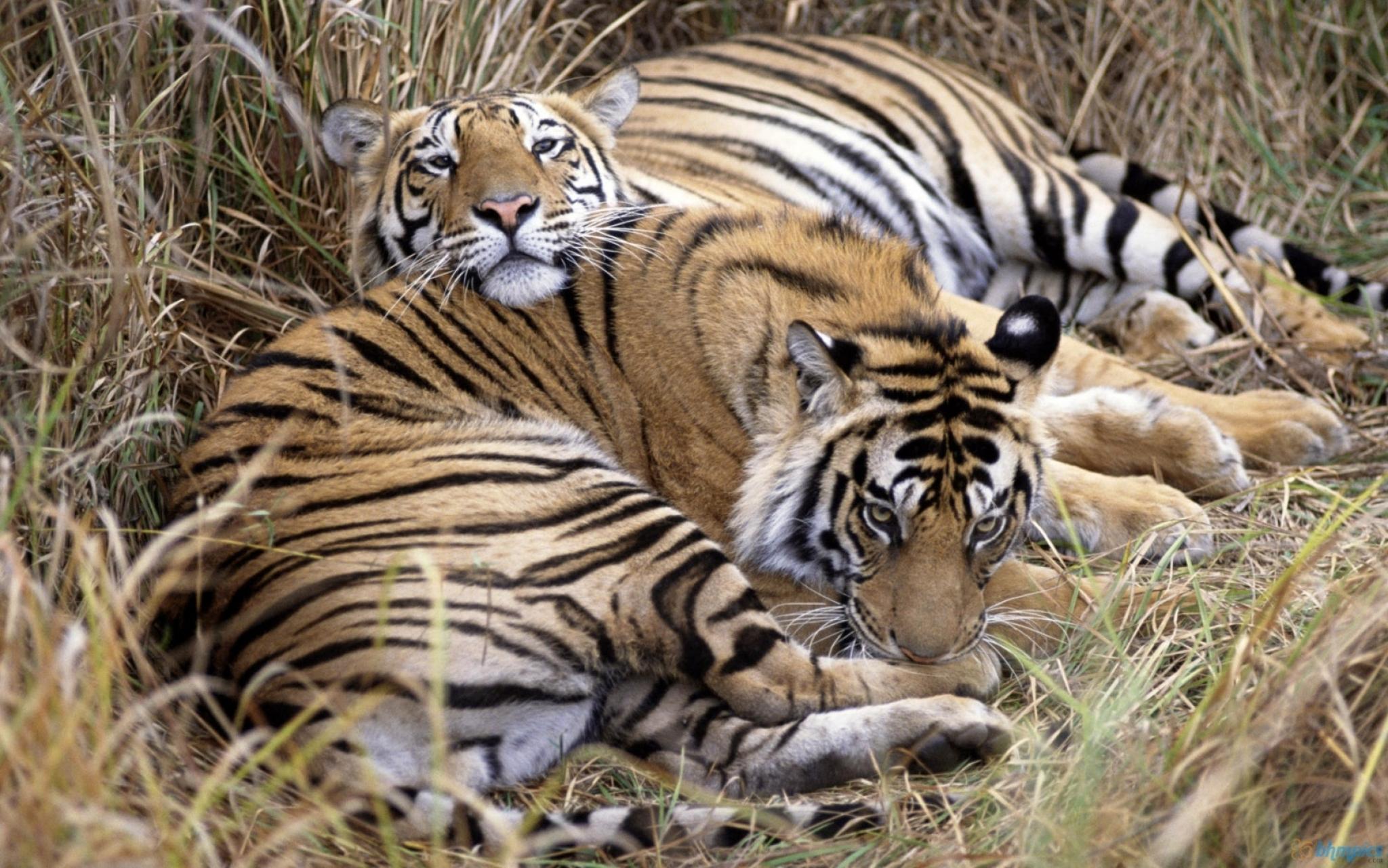 Indira Gandhi National Park